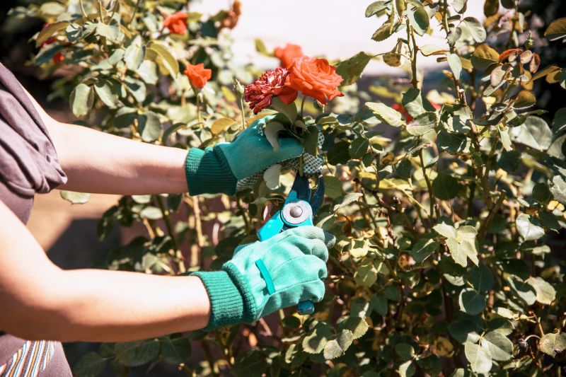 Rose Bush Removal detail