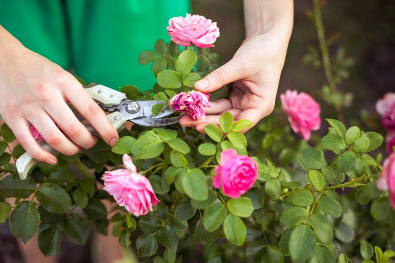 Rose Bush Removal detail