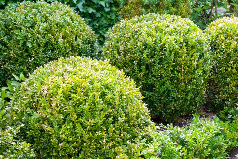Shrub Shaping